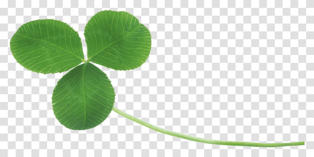 Clover, Flower, Green, Leaf, Plant Transparent Png