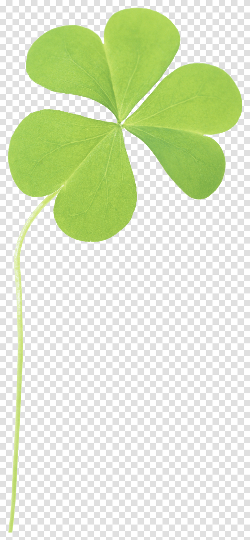 Clover, Flower, Leaf, Plant, Green Transparent Png