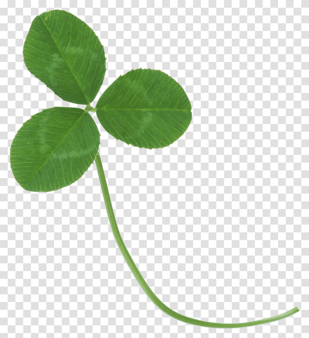 Clover, Flower, Leaf, Plant, Green Transparent Png