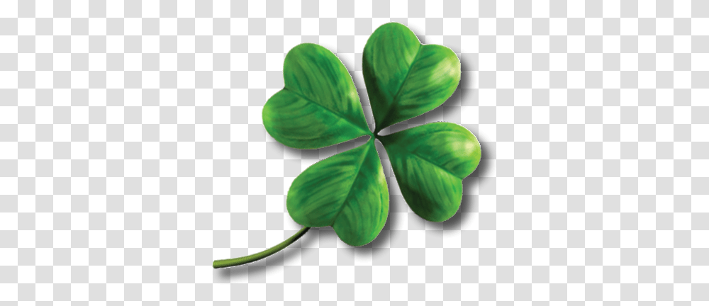 Clover, Flower, Leaf, Plant, Green Transparent Png