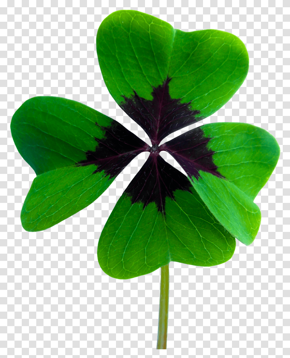 Clover Flower, Leaf, Plant, Veins, Purple Transparent Png