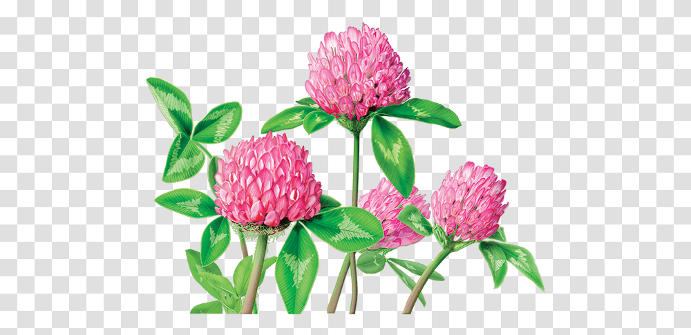 Clover Flower & Free Flowerpng Red Clover Tea, Dahlia, Plant, Blossom, Petal Transparent Png