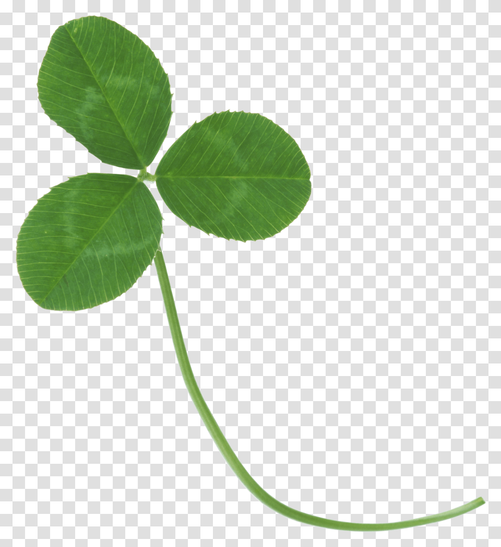 Clover Image Clover, Leaf, Plant, Green, Ivy Transparent Png