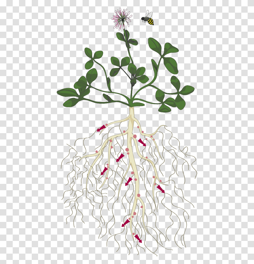 Clover Plant With Roots, Painting Transparent Png