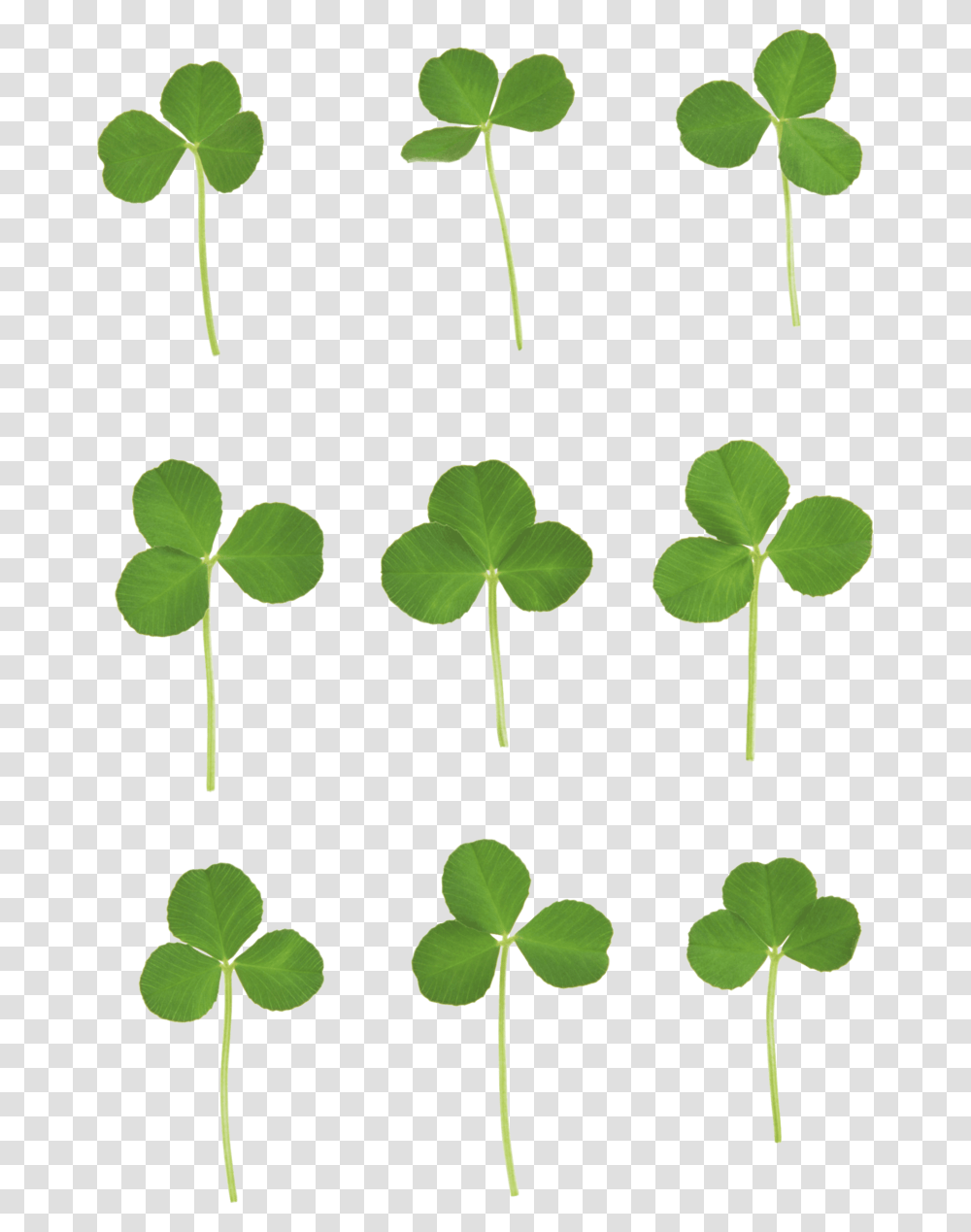 Clover Texture, Leaf, Plant, Green, Sprout Transparent Png