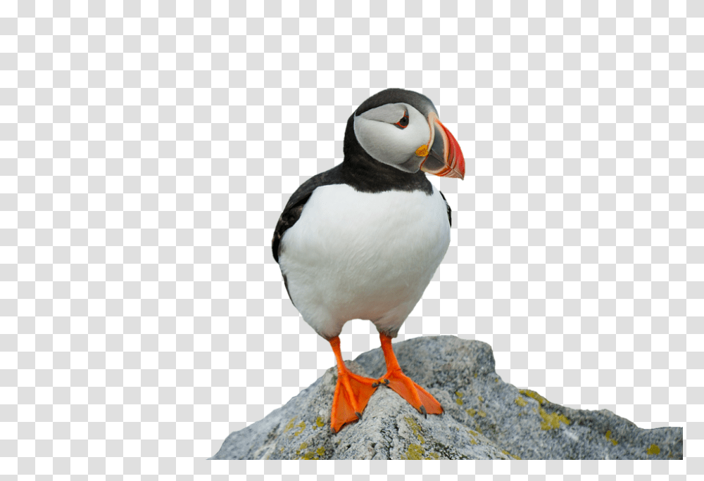 Clown Bird 960, Animals, Puffin, Beak Transparent Png