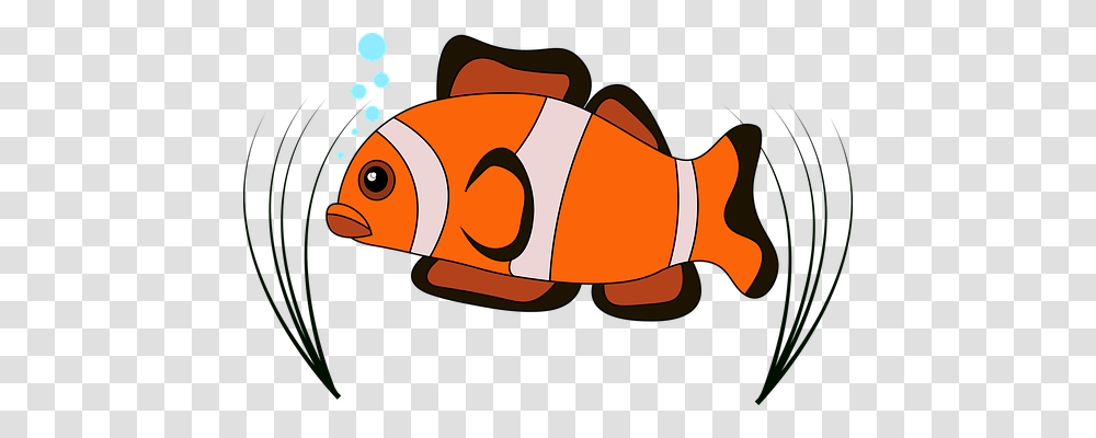 Clown Fish Animal, Goldfish, Amphiprion, Sea Life Transparent Png