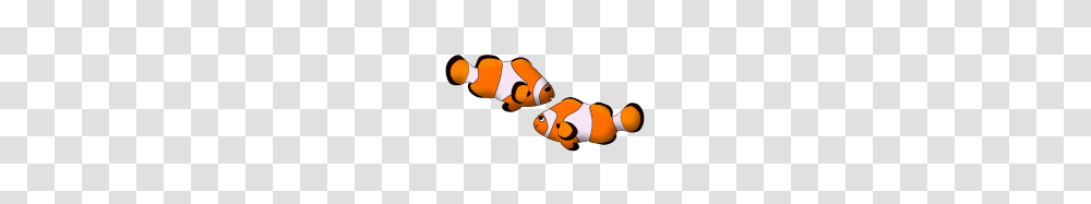 Clown Fish, Amphiprion, Sea Life, Animal, Angelfish Transparent Png