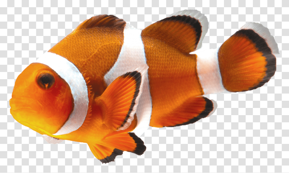 Clown Fish, Amphiprion, Sea Life, Animal, Goldfish Transparent Png