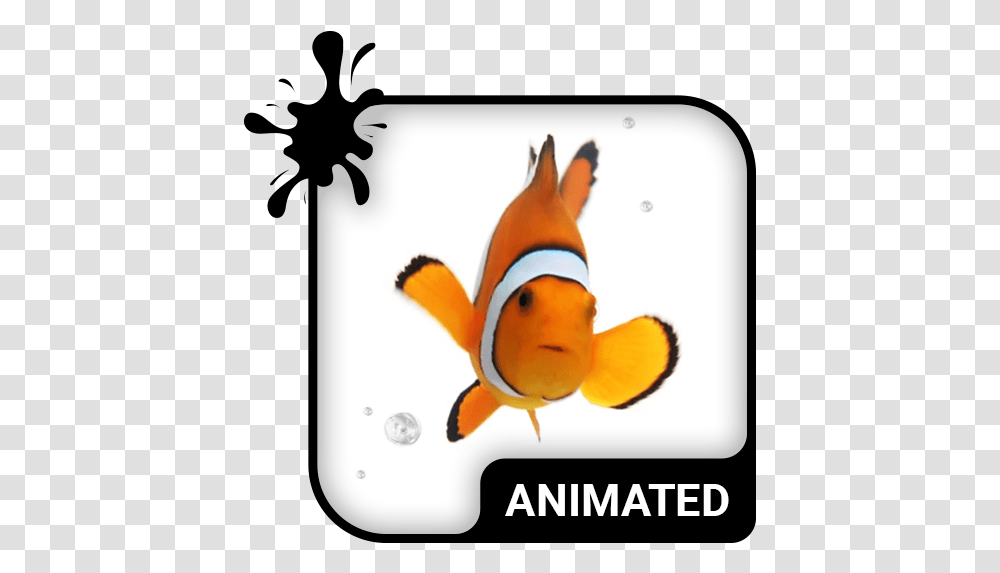 Clown Fish Animated Keyboard Live Wallpaper Old Versions Phoenix Icon Animated, Amphiprion, Sea Life, Animal, Text Transparent Png