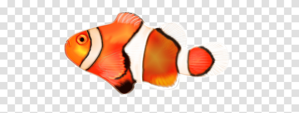 Clown Fish Clownfish, Amphiprion, Sea Life, Animal, Angelfish Transparent Png