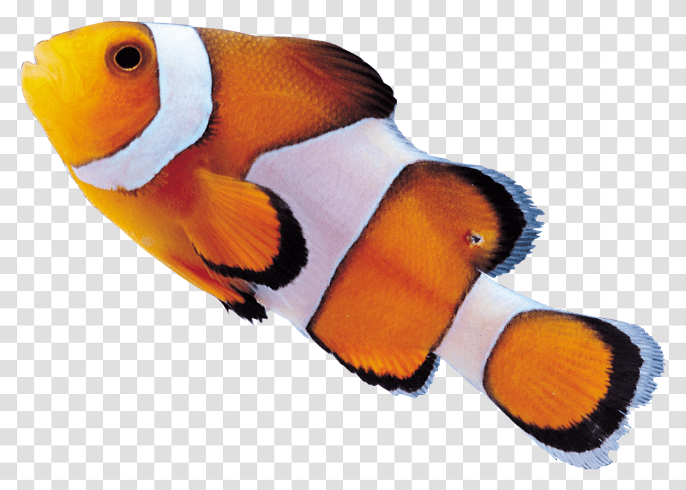 Clown Fish Clownfish, Amphiprion, Sea Life, Animal, Bird Transparent Png