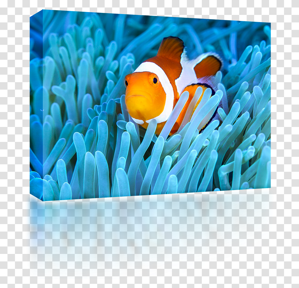 Clown Fish Clownfish, Animal, Nature, Sea, Outdoors Transparent Png