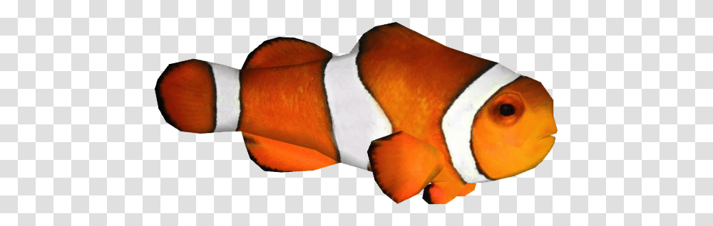 Clown Fish Free Image Download Clown Fish, Animal, Amphiprion, Sea Life, Person Transparent Png