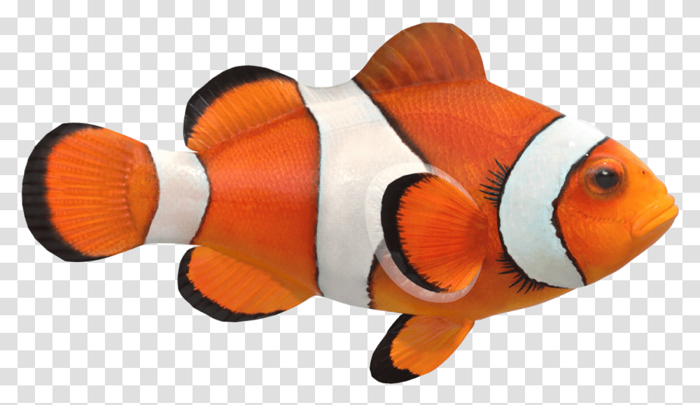 Clown Fish Image File Clown Fish, Amphiprion, Sea Life, Animal, Person Transparent Png
