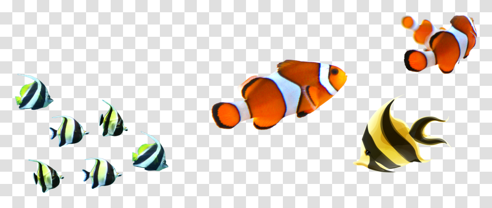 Clown Fish No Background, Amphiprion, Sea Life, Animal, Sea Anemone Transparent Png