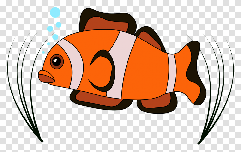 Clown Fish Vector Clown Free Photo, Animal, Goldfish, Amphiprion, Sea Life Transparent Png