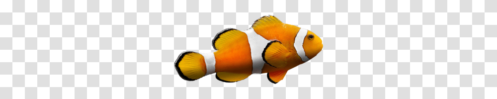 Clown Wig Image, Amphiprion, Sea Life, Fish, Animal Transparent Png