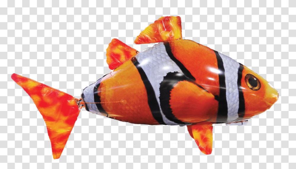 Clownfish, Animal, Amphiprion, Sea Life, Aquatic Transparent Png