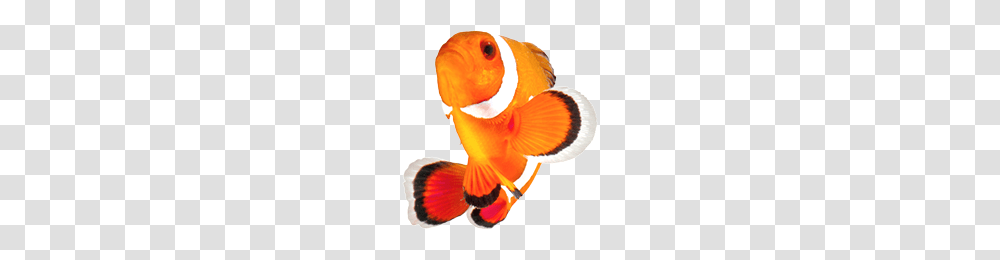 Clownfish, Animal, Goldfish, Amphiprion, Sea Life Transparent Png