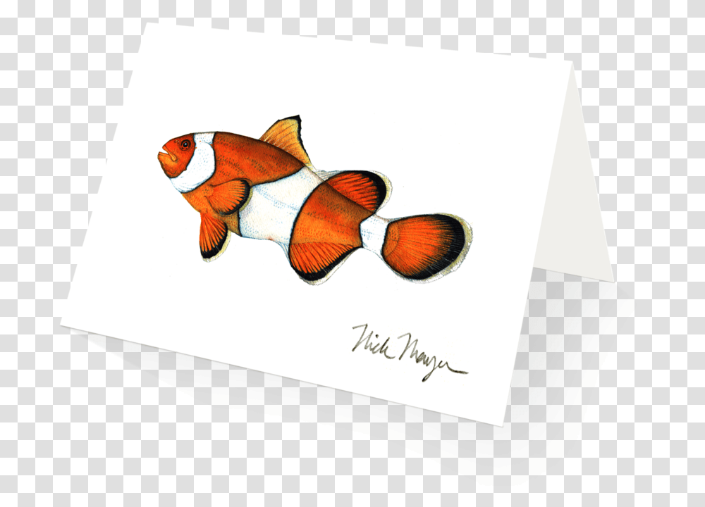 Clownfish Boxed Cards Ocellaris Clownfish, Animal, Canvas, Text, Amphiprion Transparent Png