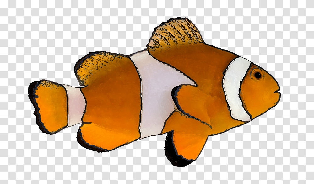Clownfish Clipart, Amphiprion, Sea Life, Animal, Angelfish Transparent Png
