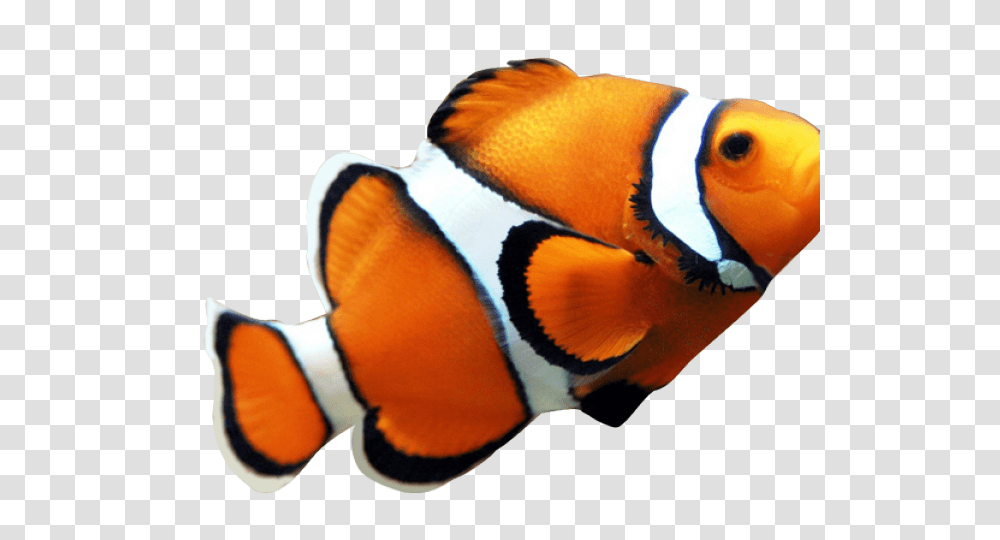 Clownfish Clipart Clip Art, Amphiprion, Sea Life, Animal, Angelfish Transparent Png