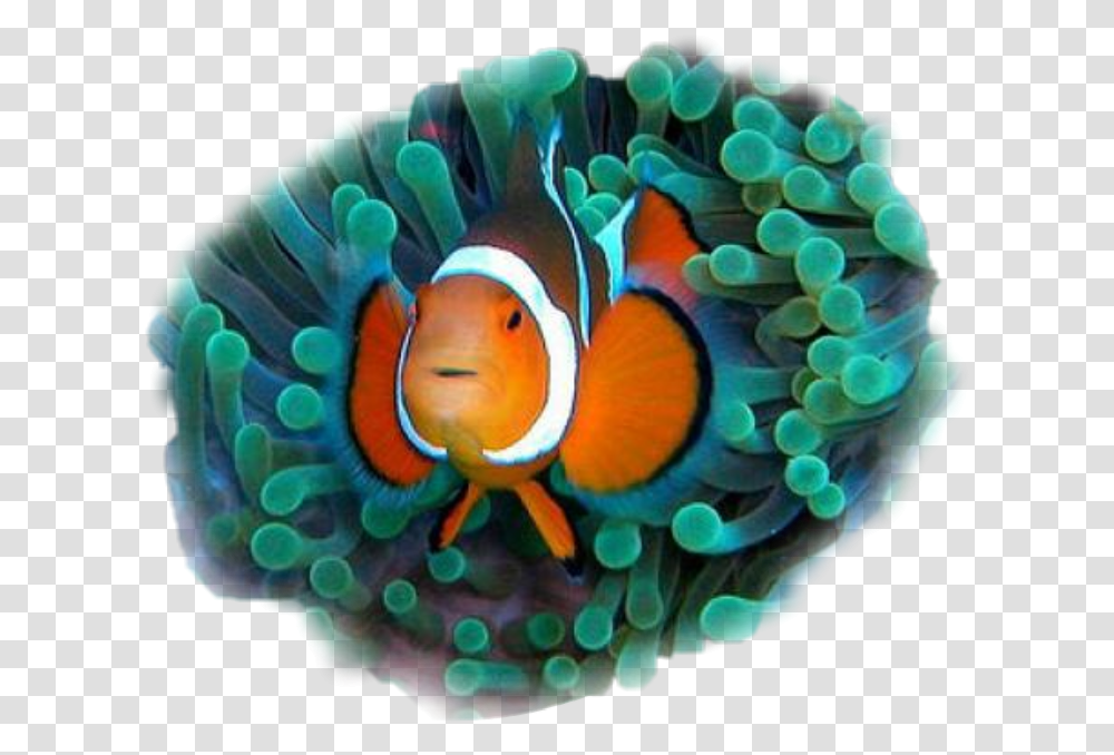Clownfish Commensalistic Relationship Between Two Organisms, Sea Anemone, Invertebrate, Sea Life, Animal Transparent Png