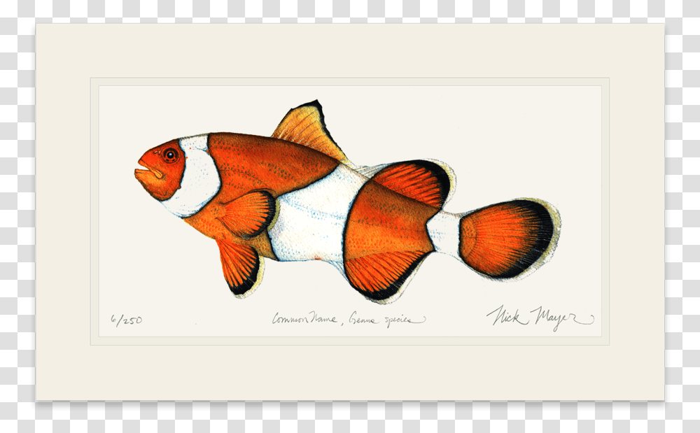 Clownfish Coral Reef Fish, Animal, Amphiprion, Sea Life, Goldfish Transparent Png