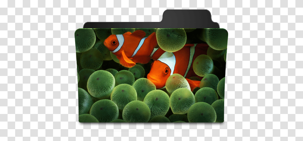 Clownfish Icon Goodies Folder Icons Softiconscom Iphone Clownfish Wallpaper Hd, Amphiprion, Sea Life, Animal, Water Transparent Png
