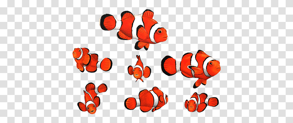 Clownfish Wall Stickers Wall Decal, Amphiprion, Sea Life, Animal Transparent Png
