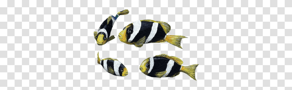 Clownfish Yellowtail Pomacentridae, Angelfish, Sea Life, Animal, Amphiprion Transparent Png