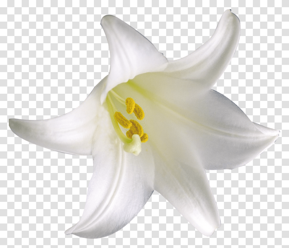Cluster Lilies, Plant, Lily, Flower, Blossom Transparent Png