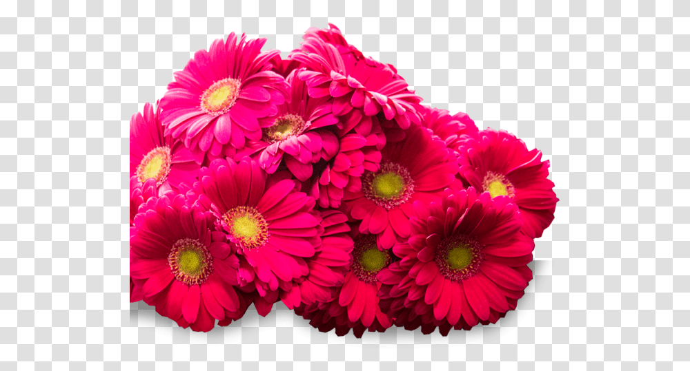 Cluster Of Beautiful Pink Flowers Barberton Daisy, Dahlia, Plant, Blossom, Daisies Transparent Png