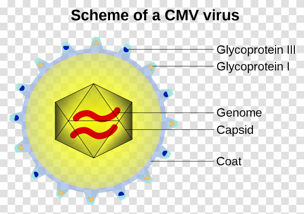 Cmv Virus, Machine, Gear, Analog Clock, Sphere Transparent Png