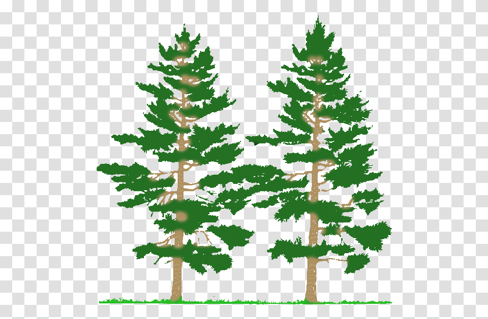 Cnc Clipart Forest Tree Clipart, Plant, Fir, Abies, Conifer Transparent Png