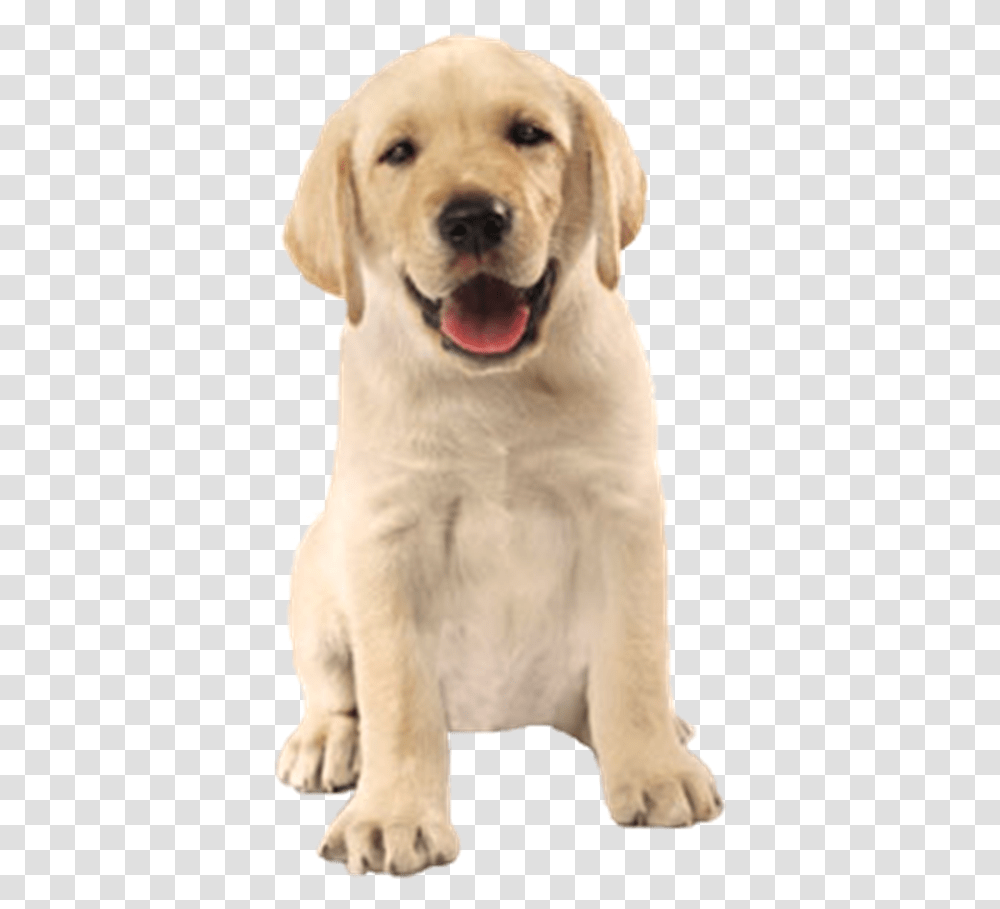 Co Feliz Em Cachorro Imagem Sem Fundo, Labrador Retriever, Dog, Pet, Canine Transparent Png