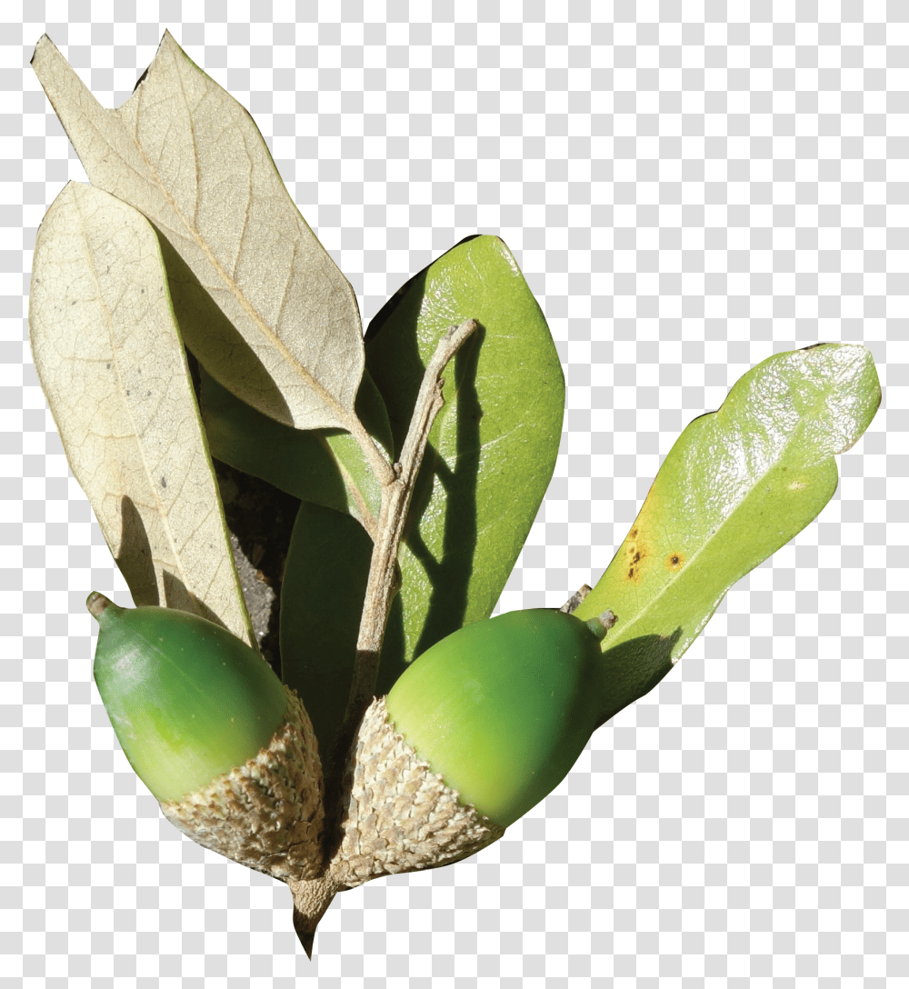 Coast Live Oak Acorn, Plant, Produce, Food, Grain Transparent Png