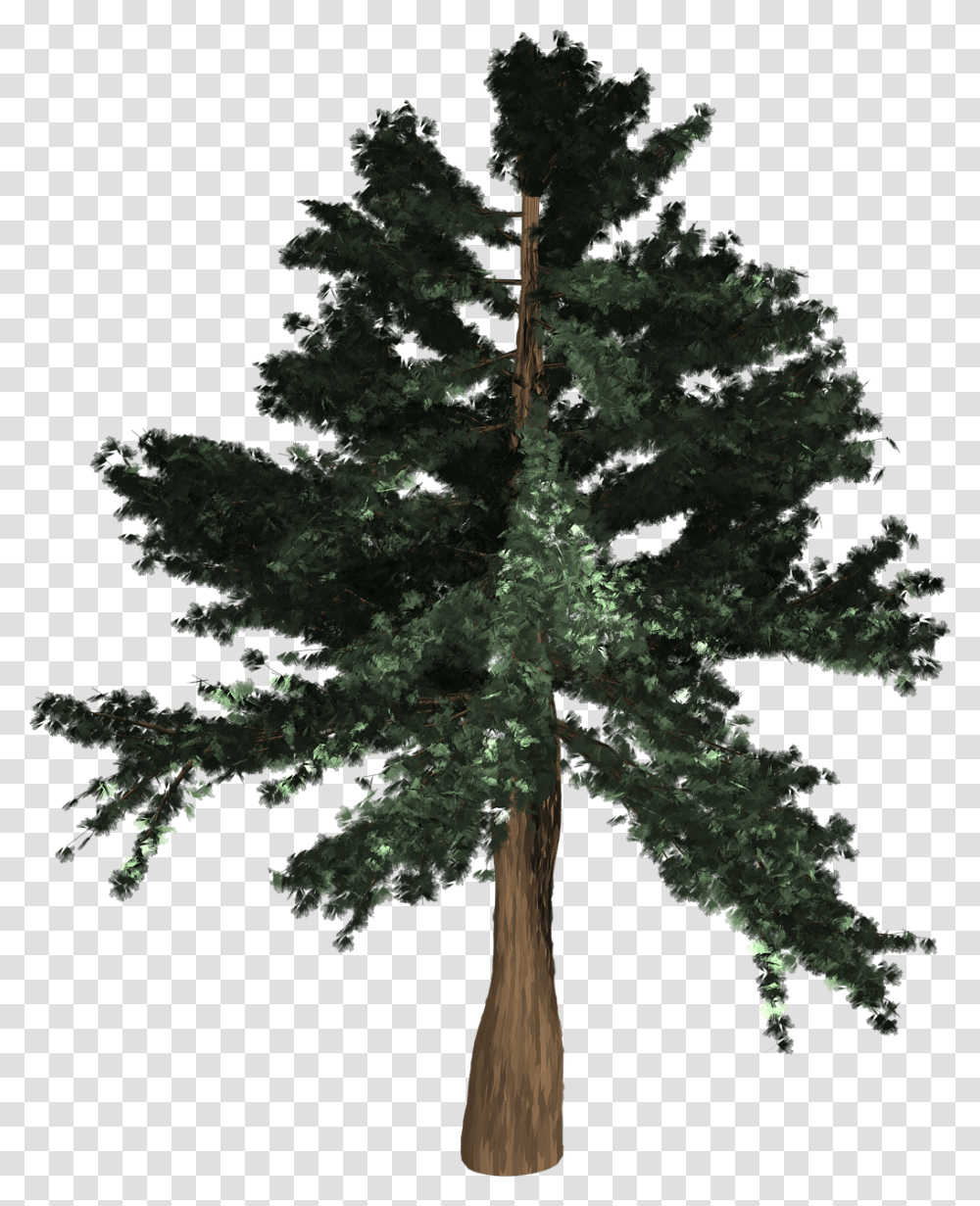 Coast Redwood, Tree, Plant, Fir, Abies Transparent Png