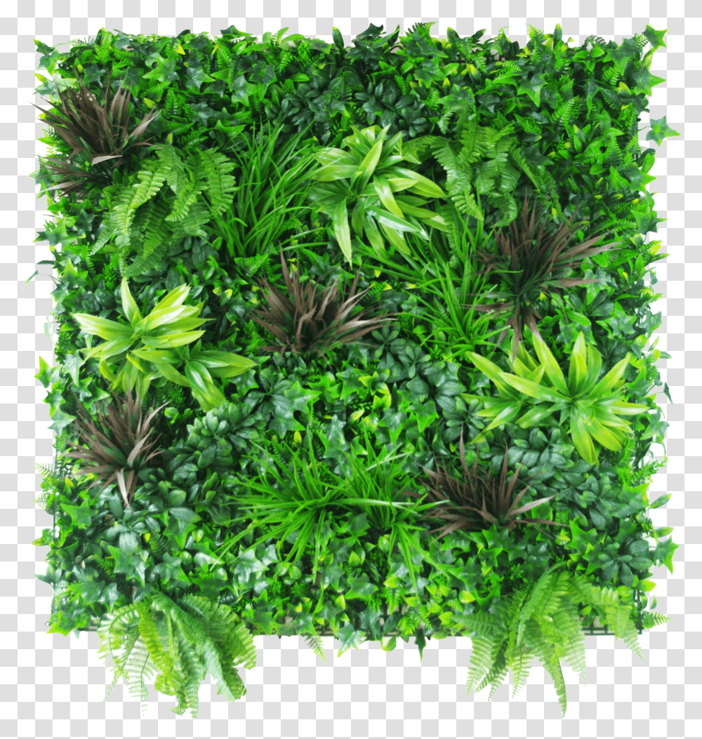 Coastal Greenery Vertical Garden Green Wall Plants Transparent Png