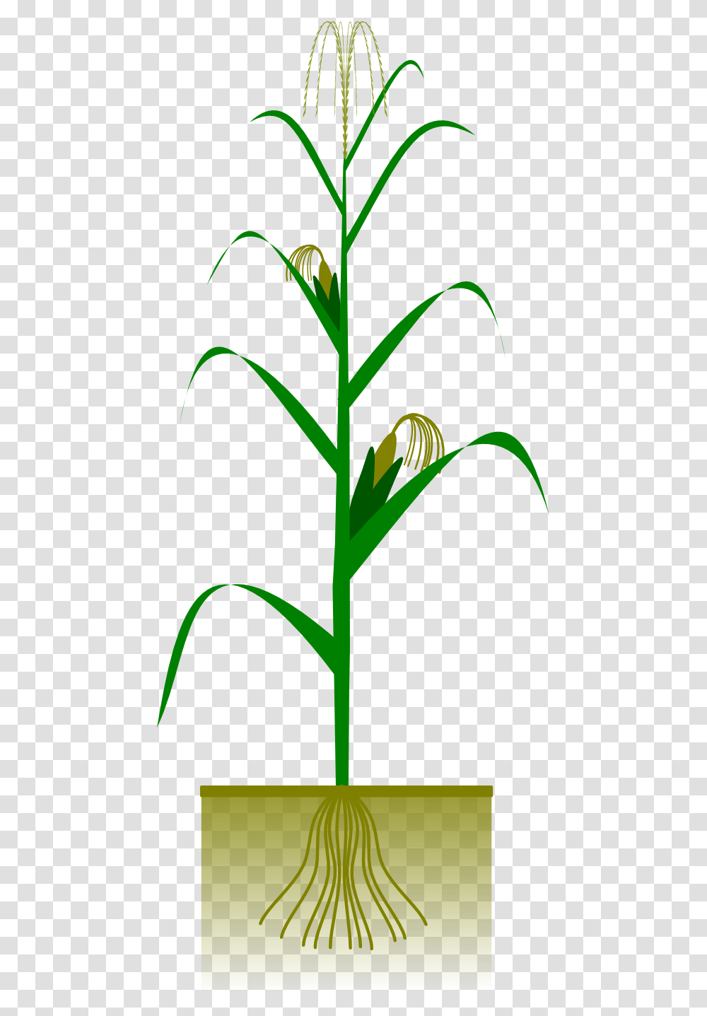 Cob Cliparts, Plant, Flower, Blossom, Produce Transparent Png