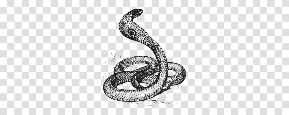 Cobra Emotion, Animal, Reptile, Snake Transparent Png