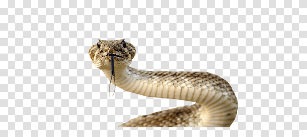 Cobra, Animals, Reptile, Snake, Rattlesnake Transparent Png