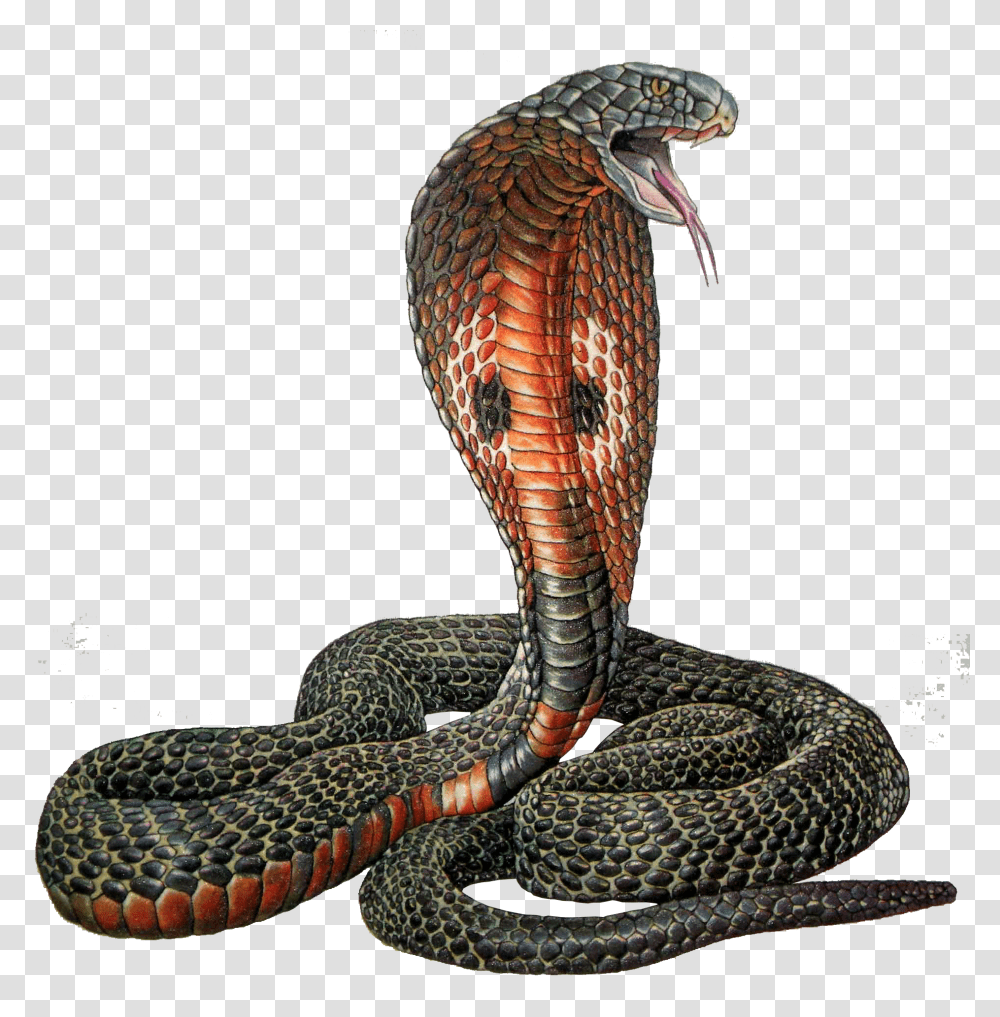 Cobra, Animals, Snake, Reptile, Bird Transparent Png