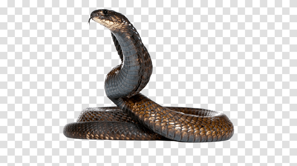 Cobra, Animals, Snake, Reptile, Bird Transparent Png