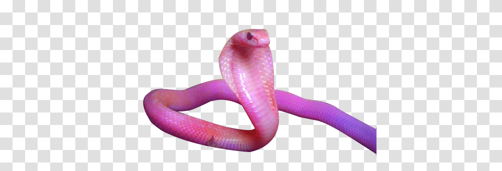 Cobra, Animals, Snake, Reptile, Person Transparent Png