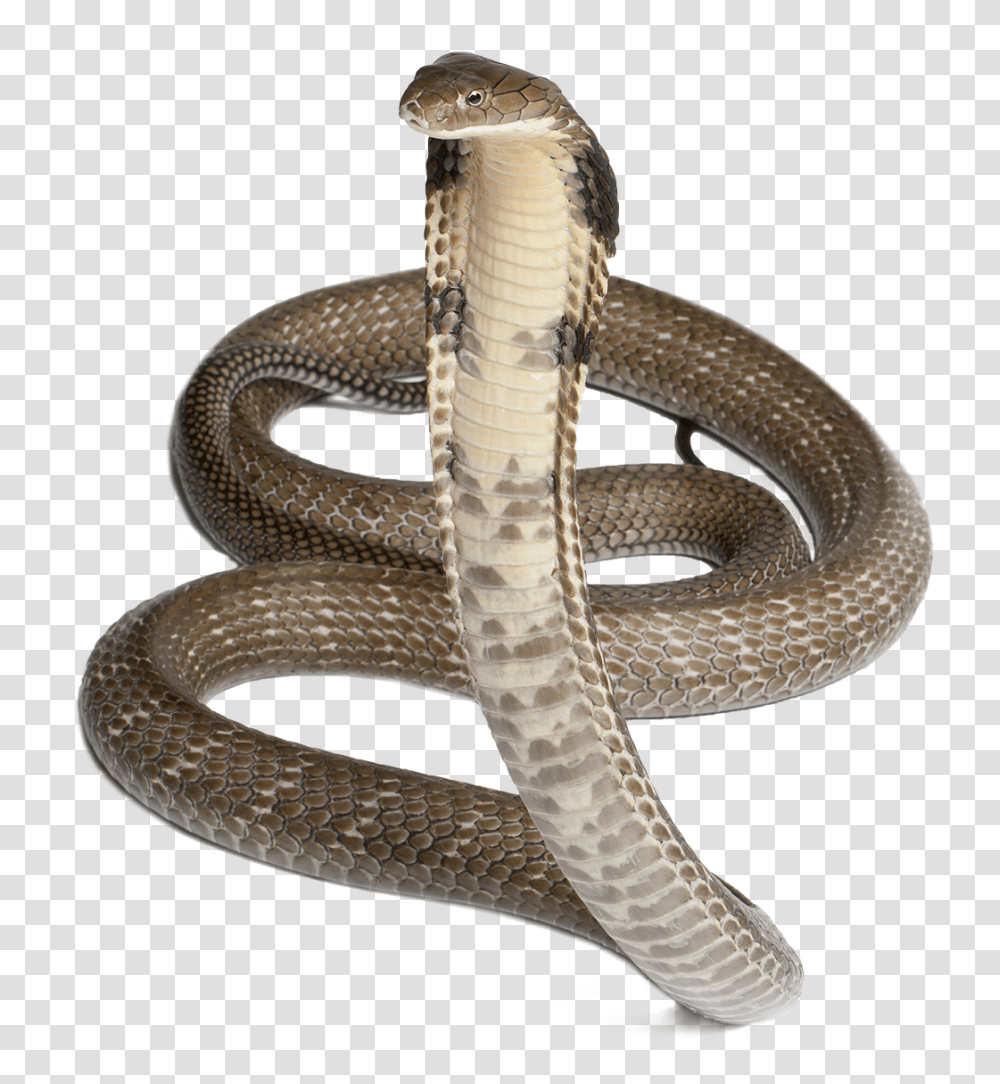 Cobra, Animals, Snake, Reptile, Ring Transparent Png