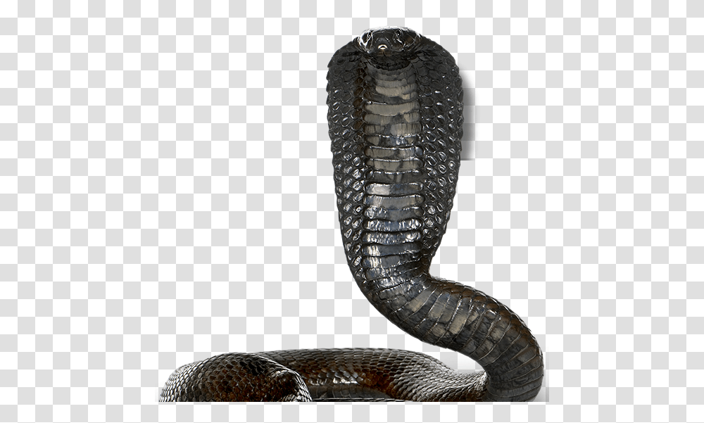 Cobra, Animals, Snake, Reptile, Sock Transparent Png