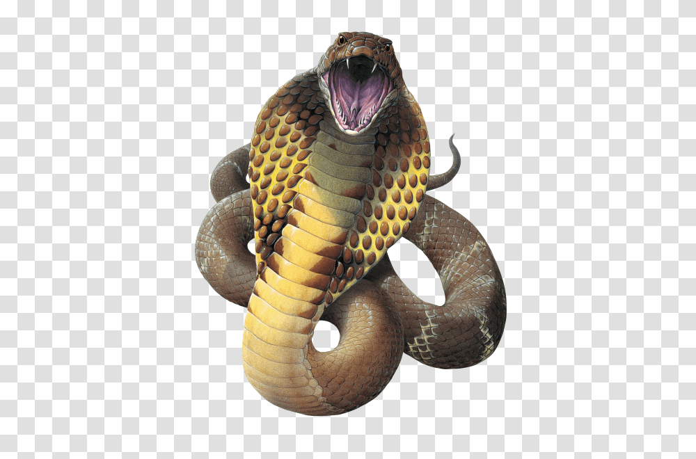 Cobra, Animals, Snake, Reptile Transparent Png