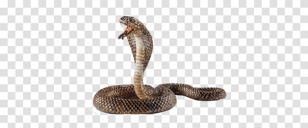 Cobra, Animals, Snake, Reptile Transparent Png